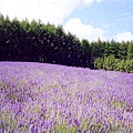 風景 ~ 桌面 ~薰衣草花園 1.jpg