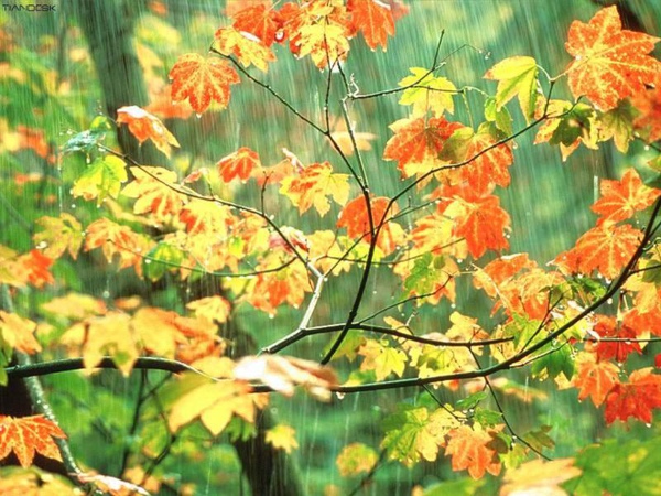 風景 ~ 桌面 ~下雨天的楓葉.jpg