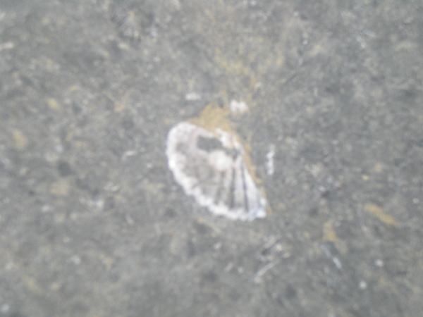 貝殼化石