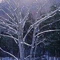 Winter_Scene_Snow_Covered_branches_79160189.jpg