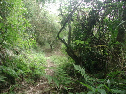 頂山古道