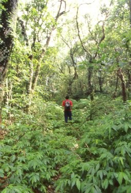 頂山古道