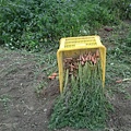 製麵農作物-紅蘿蔔
