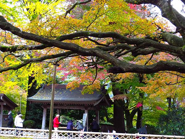 日本福岡雷山千如寺 202311/18