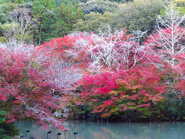 日本佐賀御船山樂園 20231118