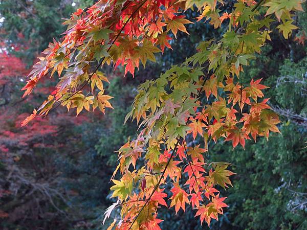 IMG_1991.JPG