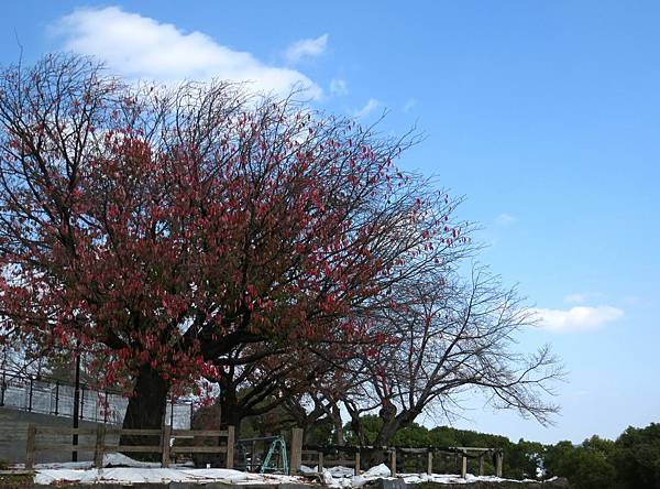 日本熊本市熊本城 20231120