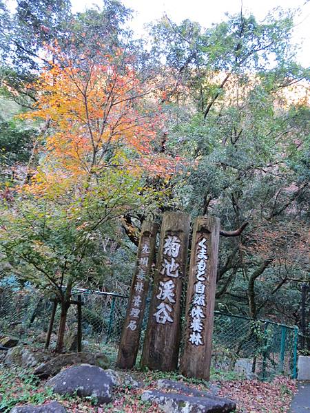 日本熊本菊池溪谷  20231120