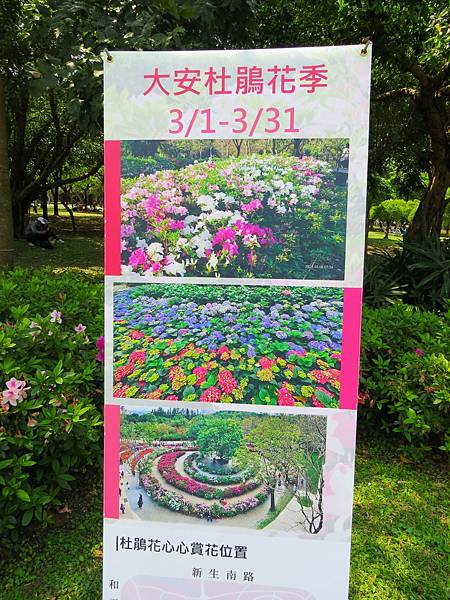 台北大安森林公園杜鵑花季 20240317
