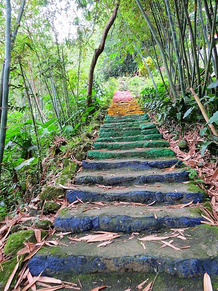 新北土城大二尖山賞油桐花 20240414