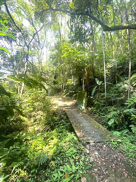 新北三峽保甲路步道賞桐去 20240421