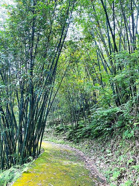 新北三峽保甲路步道賞桐去 20240421