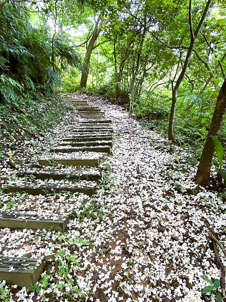 新北三峽保甲路步道賞桐去 20240421