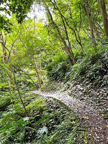 新北三峽保甲路步道賞桐去 20240421