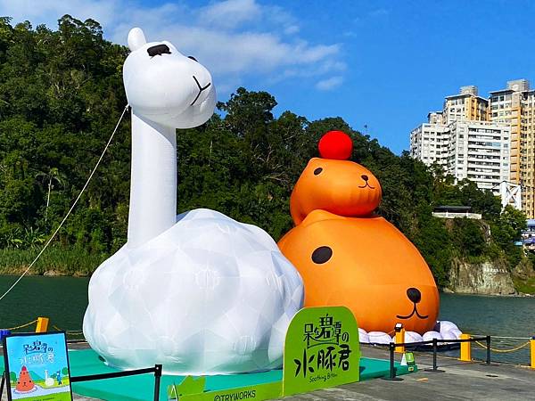 新北呆在碧潭の水豚君 20251108