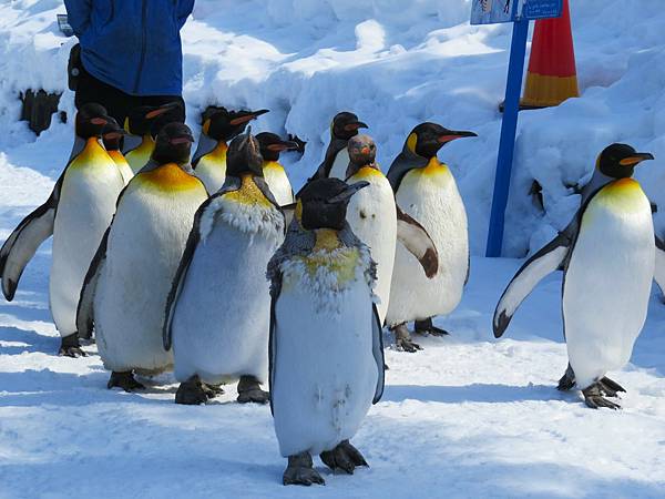 日本北海道旭川動物園20250311