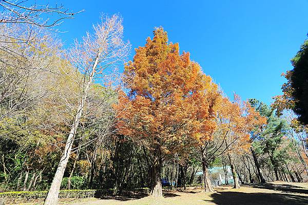 IMG_0336.jpg IMG_0336.jpg