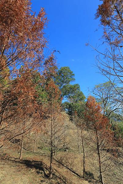 IMG_0603.JPG IMG_0603.JPG