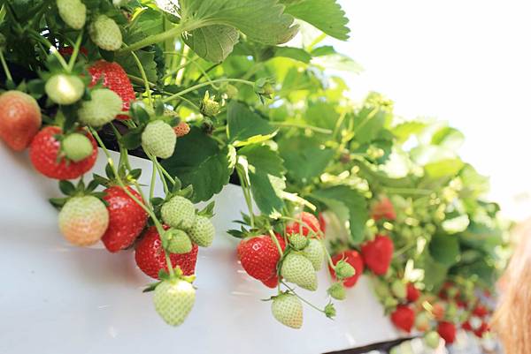 IMG_0669.JPG IMG_0669.JPG