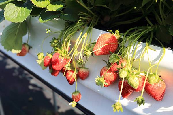 IMG_0674.JPG IMG_0674.JPG