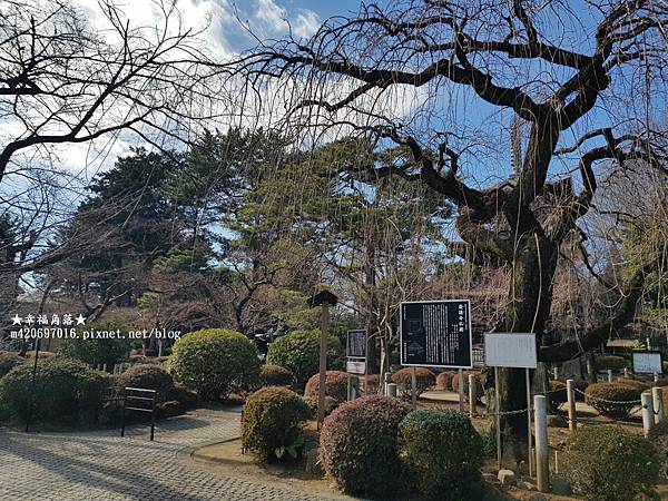 〔2023日本東京自由行8日遊〕豪德寺