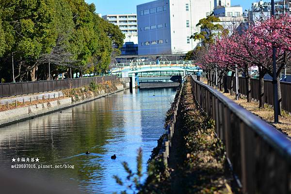 〔2023日本東京自由行8日遊〕木場站大橫川賞櫻花//豊洲市