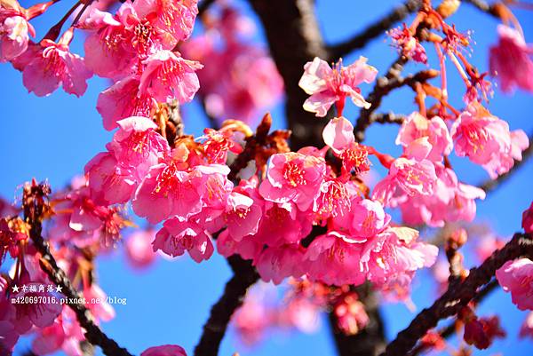 〔2023日本東京自由行8日遊〕木場站大橫川賞櫻花//豊洲市