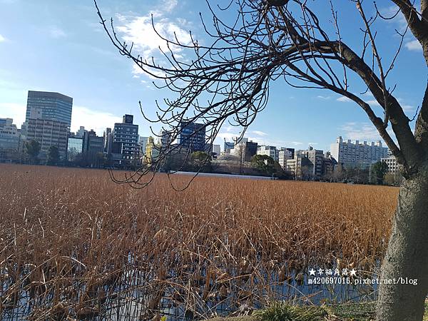 〔2023日本東京自由行8日遊〕上野恩賜公園//不忍池辯天堂