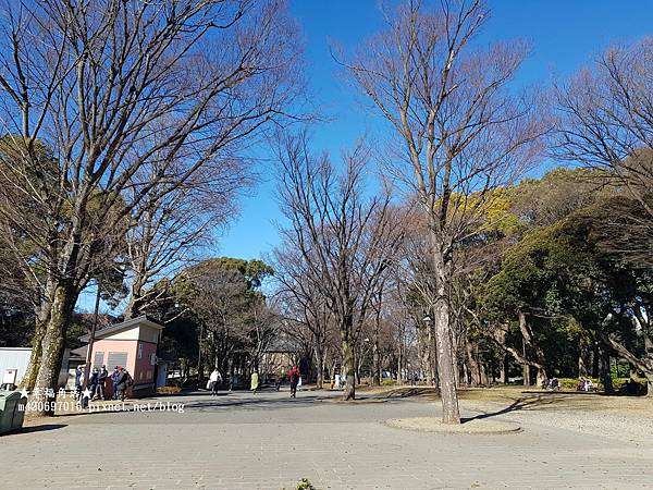 〔2023日本東京自由行8日遊〕上野恩賜公園//不忍池辯天堂