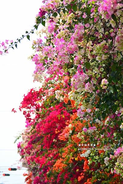 《彰化田中》色彩繽紛九重葛花牆。田中梅州街