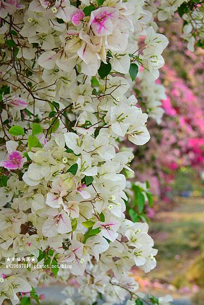 《彰化田中》色彩繽紛九重葛花牆。田中梅州街