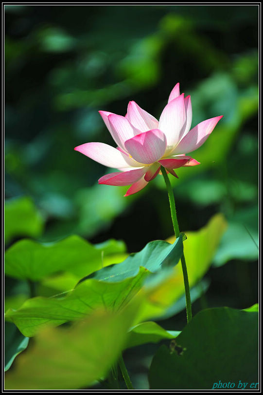 DSC_2836 DSC_2836