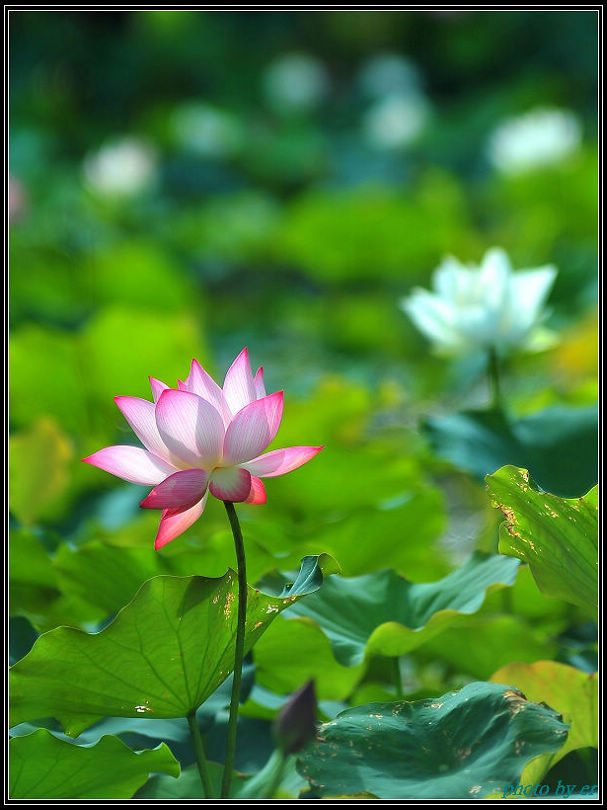 DSC_2846 DSC_2846