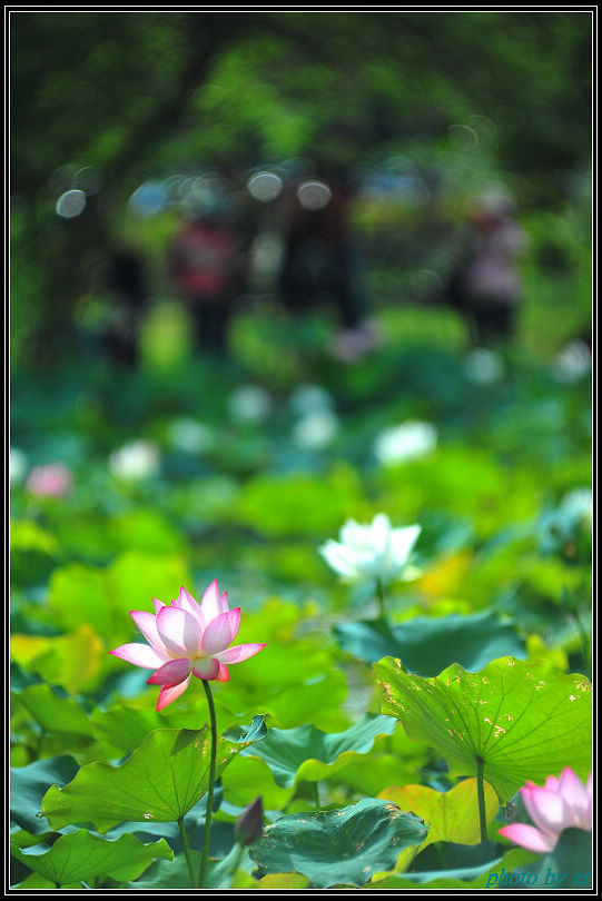 DSC_2847 DSC_2847