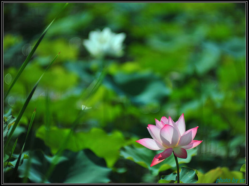 DSC_2898 DSC_2898