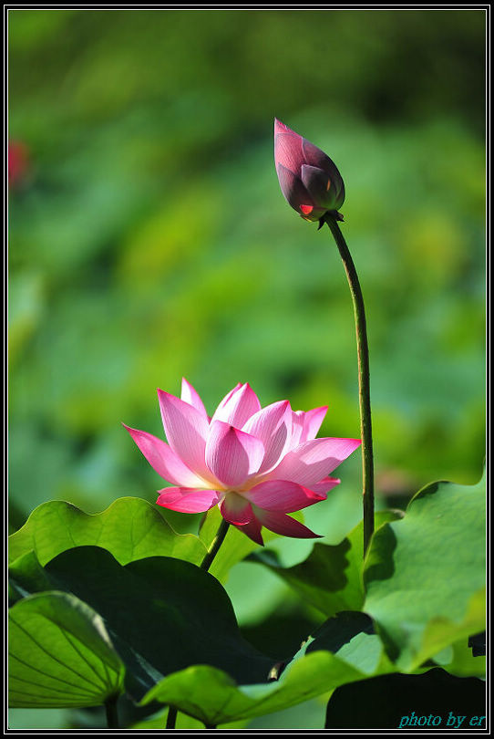 DSC_3556 DSC_3556