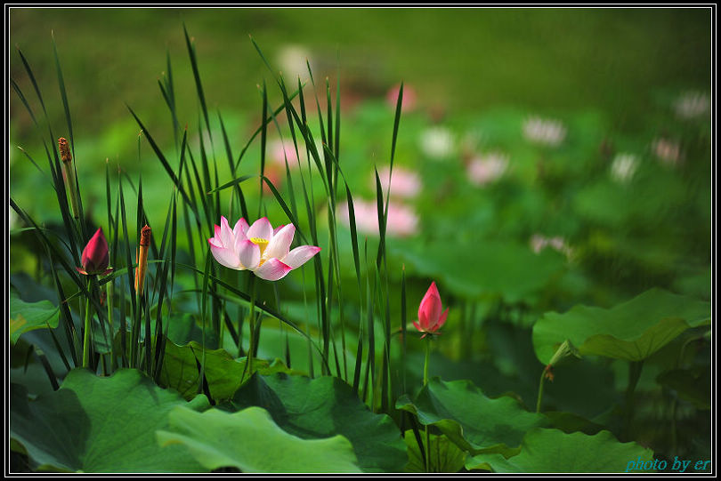 DSC_3806 DSC_3806