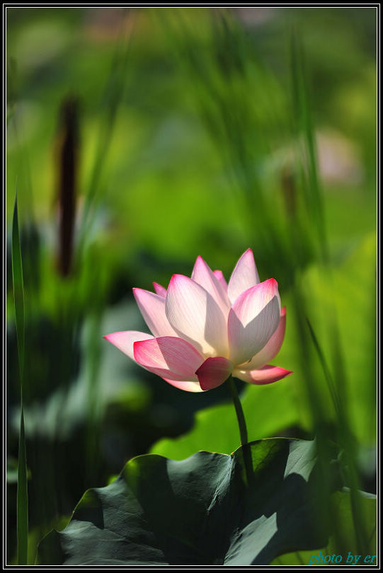 DSC_4013 DSC_4013