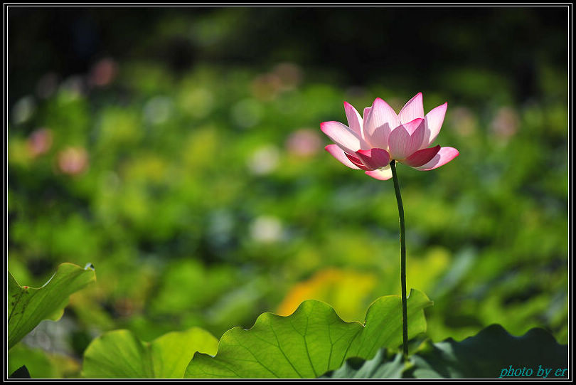 DSC_3990 DSC_3990