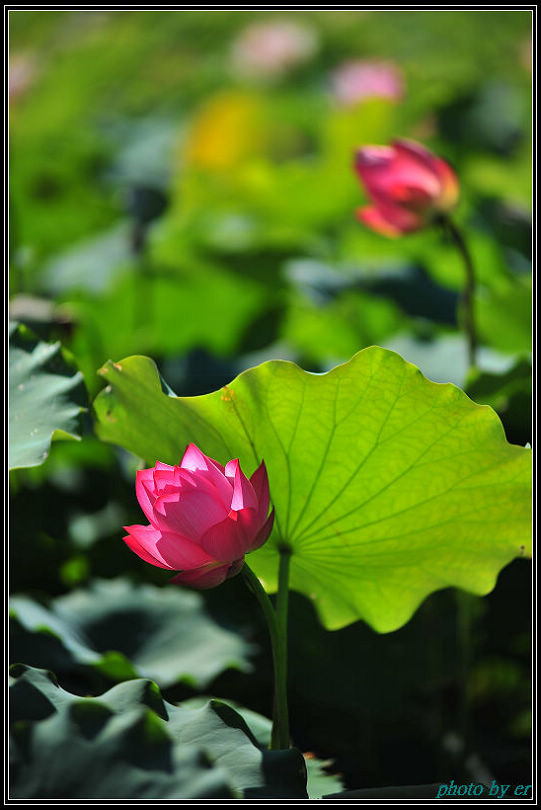 DSC_4132 DSC_4132