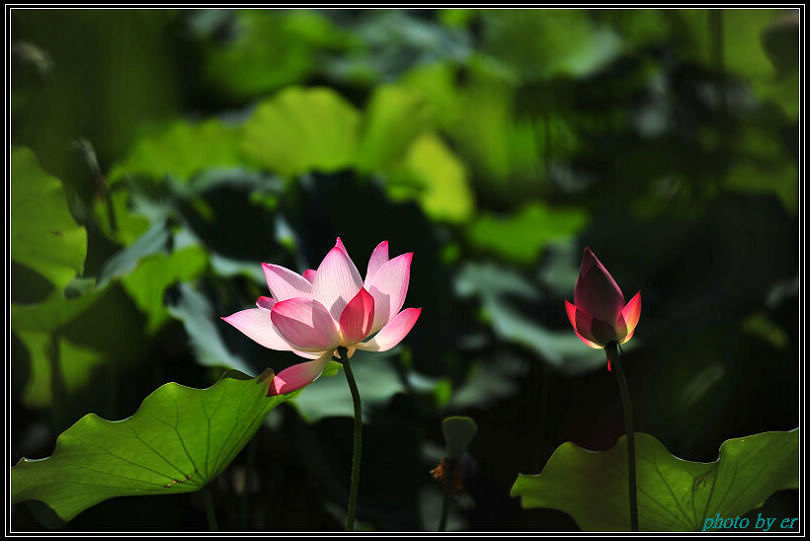 DSC_4184 DSC_4184