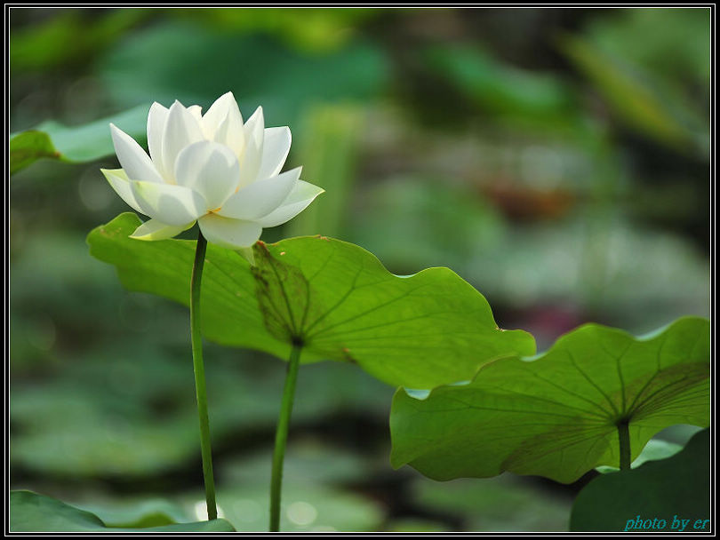 DSC_4525 DSC_4525