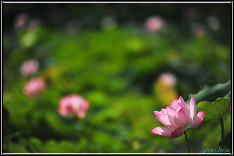 DSC_4598 DSC_4598