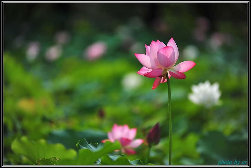 DSC_4631 DSC_4631