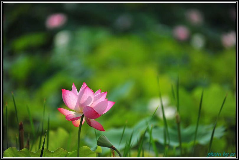 DSC_4675 DSC_4675