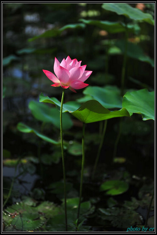 DSC_4860 DSC_4860