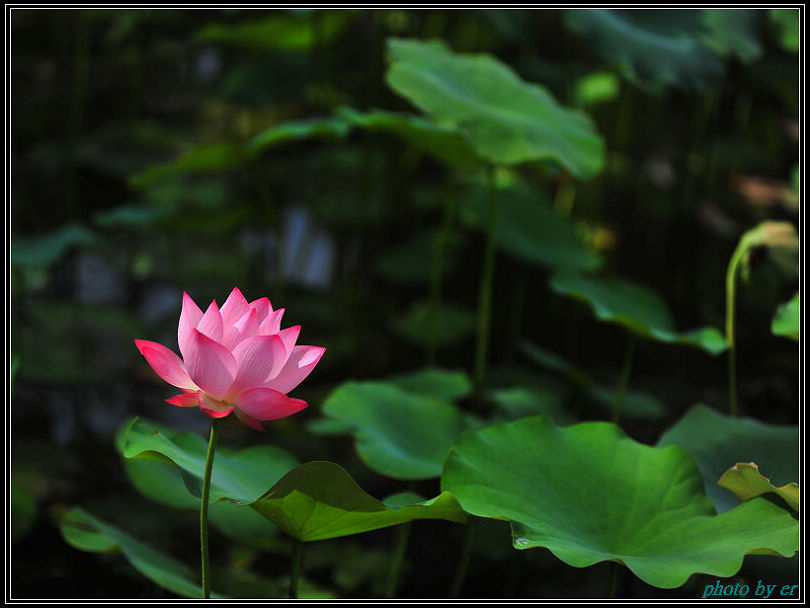 DSC_4890 DSC_4890