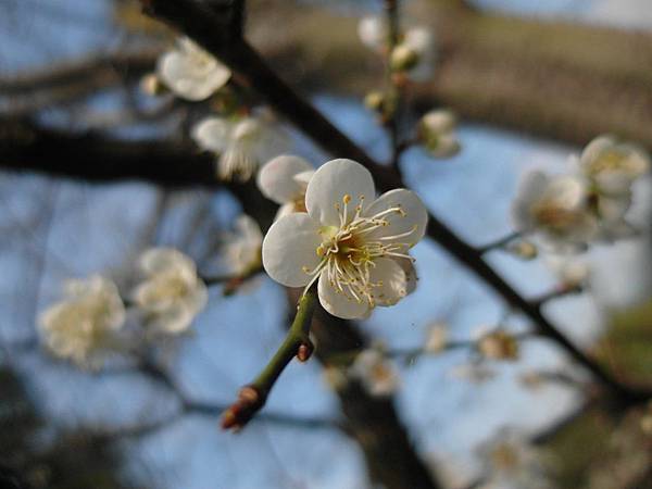 梅山公園