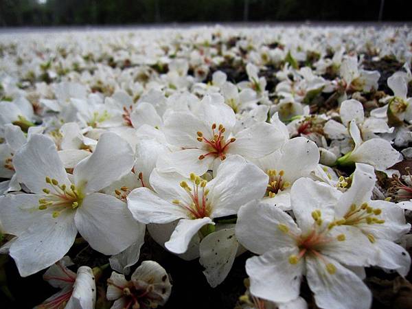 一地油桐花