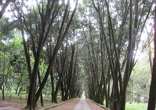 竹山-台大-下坪熱帶植物園-肖楠